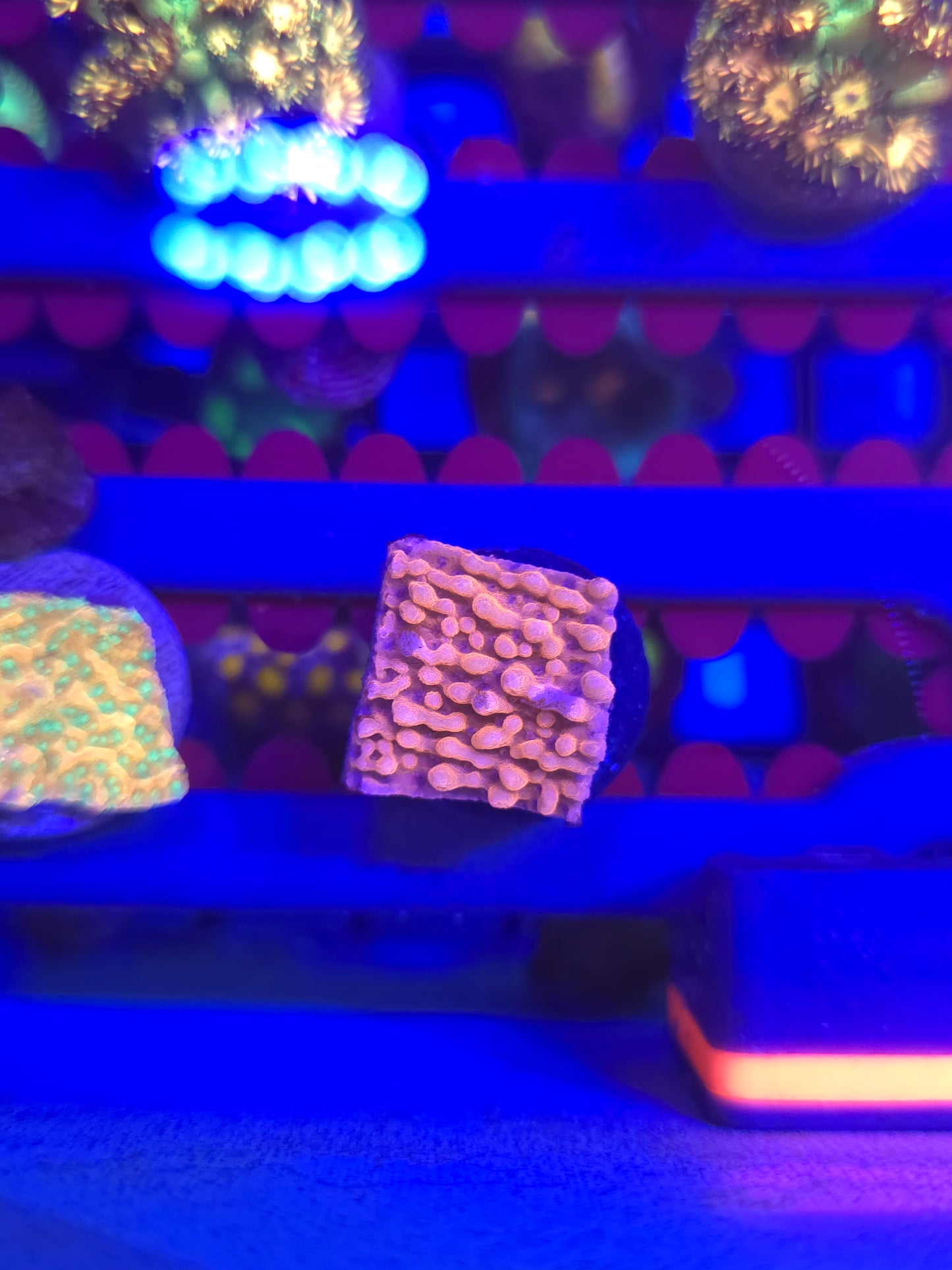 Pink Montipora