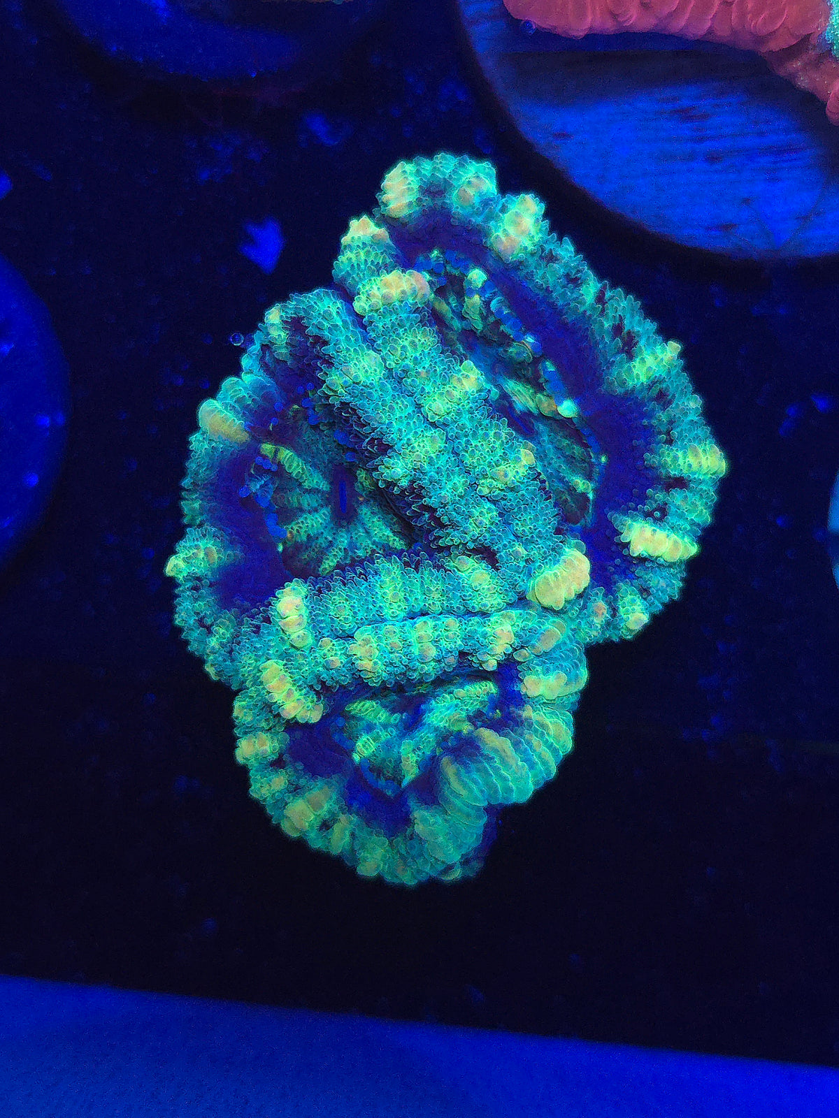 Buzz Lightyear Acans