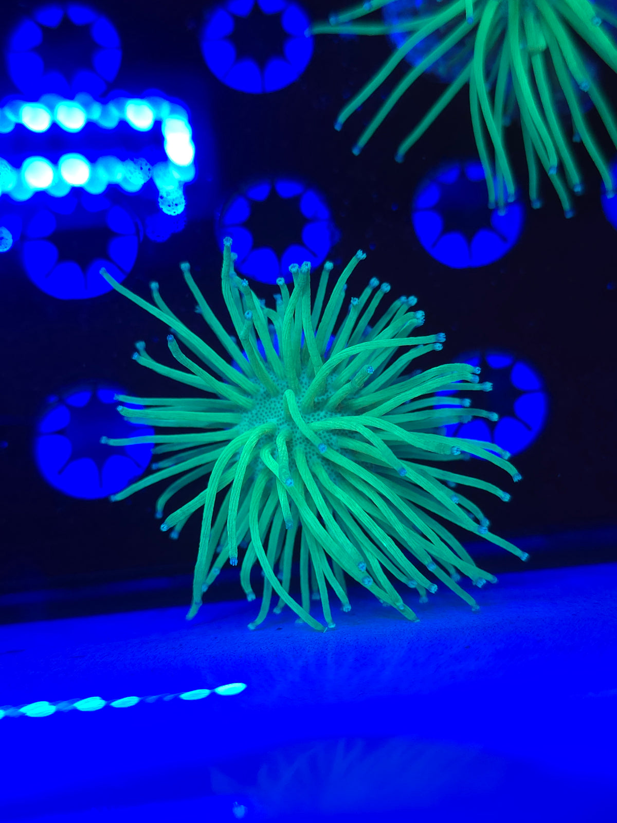 Malaysian Neon Weeping Willow Leather Coral