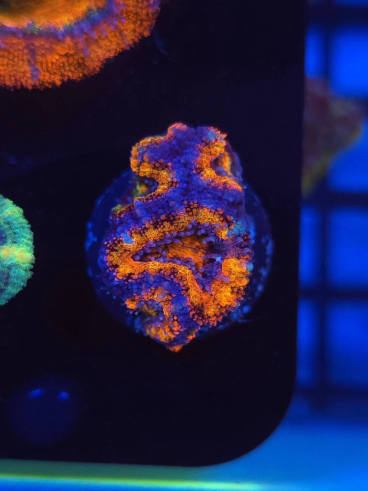 Hells Bells Rainbow Acan