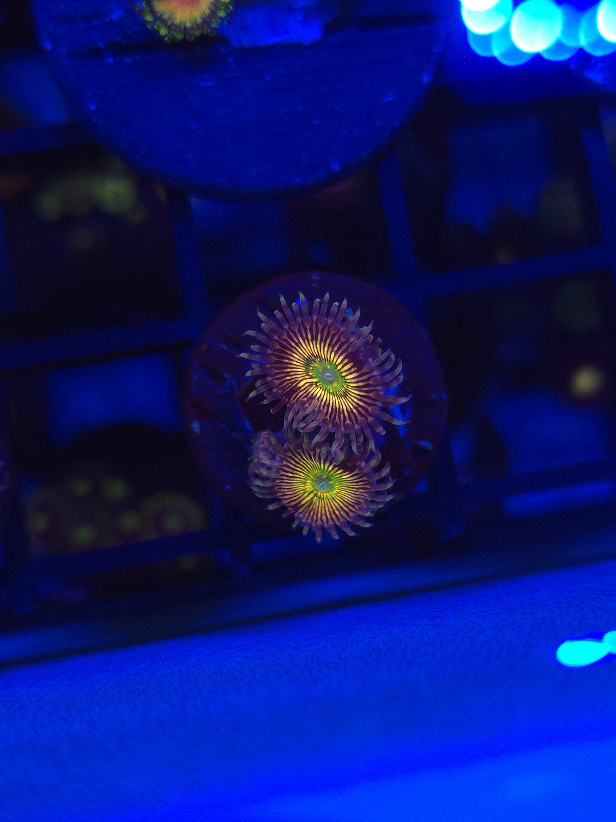 RFU Oscillator Zoa Triple