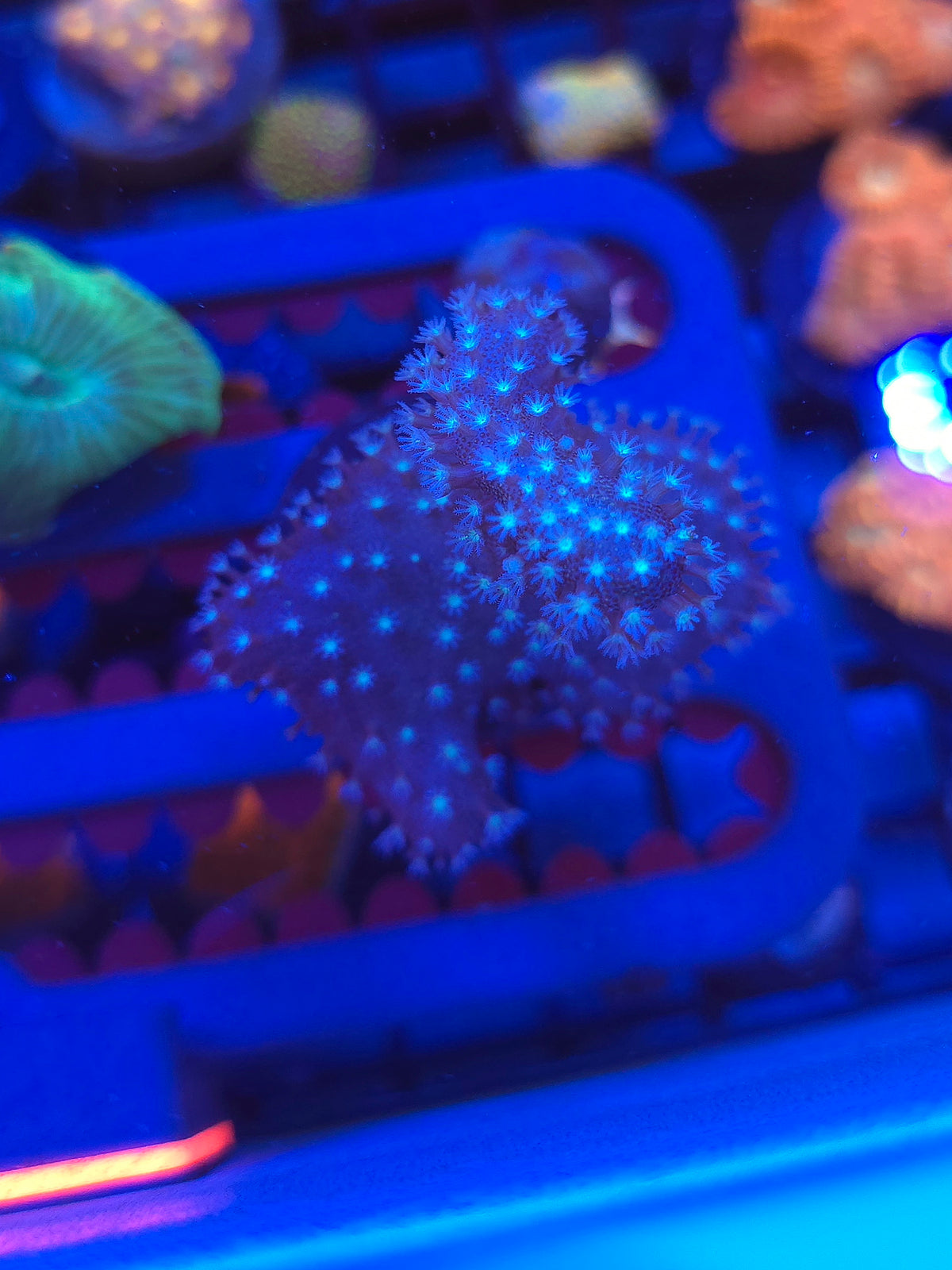 White Polyp Leather Coral