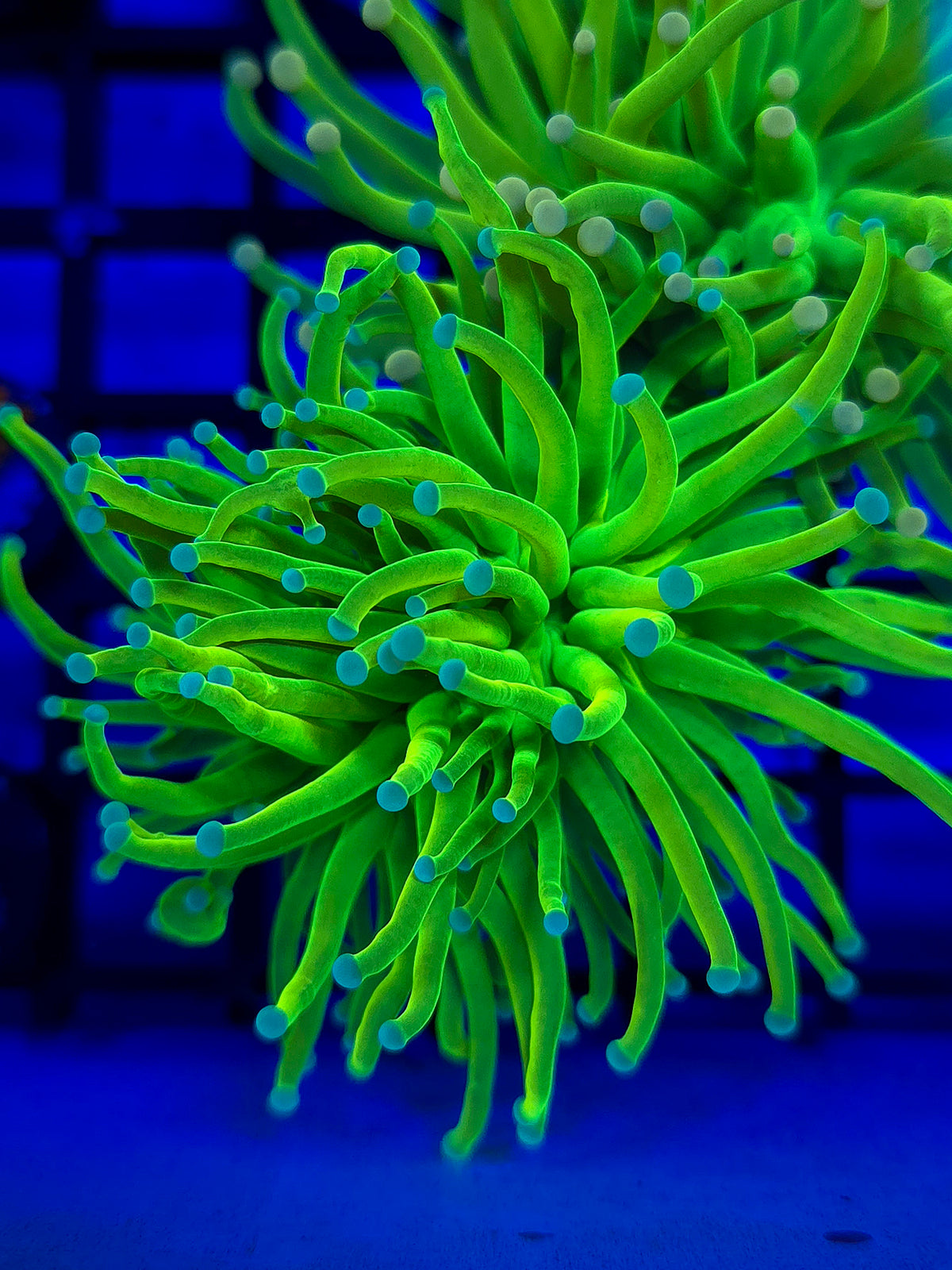 Pastel Blue Tip Holy Grail Torch