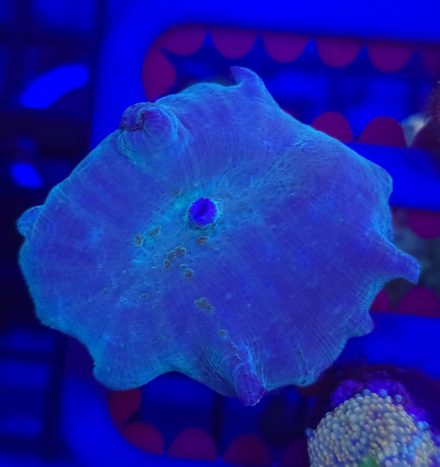 Blue Discosoma Mushroom