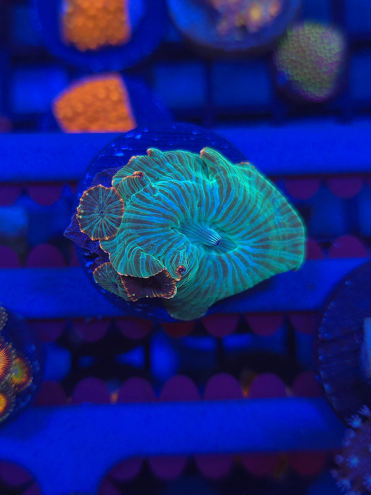 Ultra Watermelon Mushroom + 3 babies