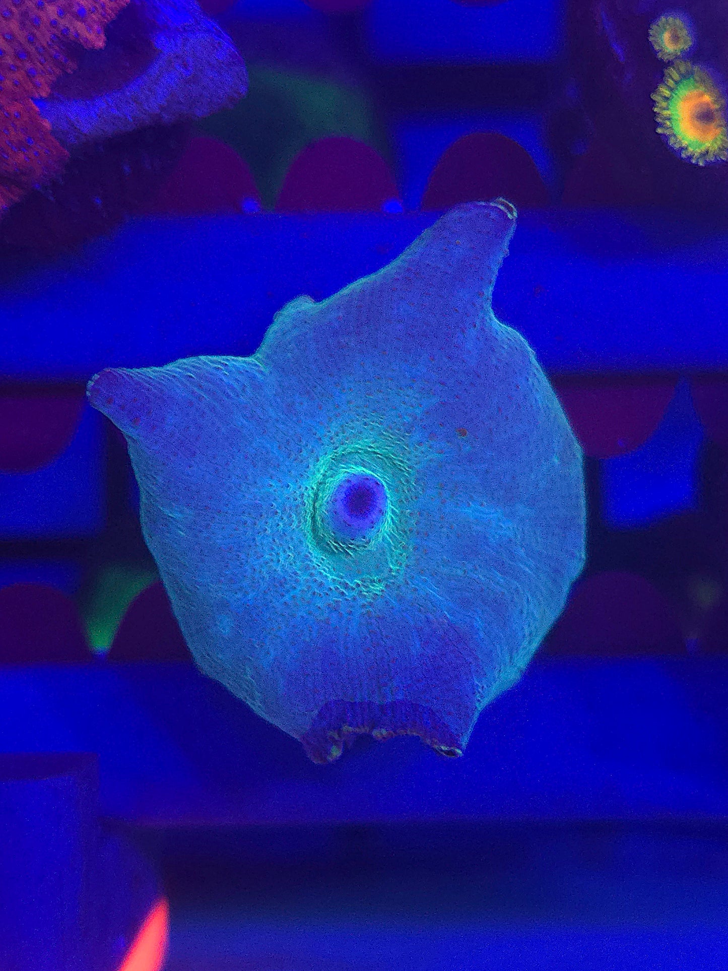 Grafted Discosoma Mushroom