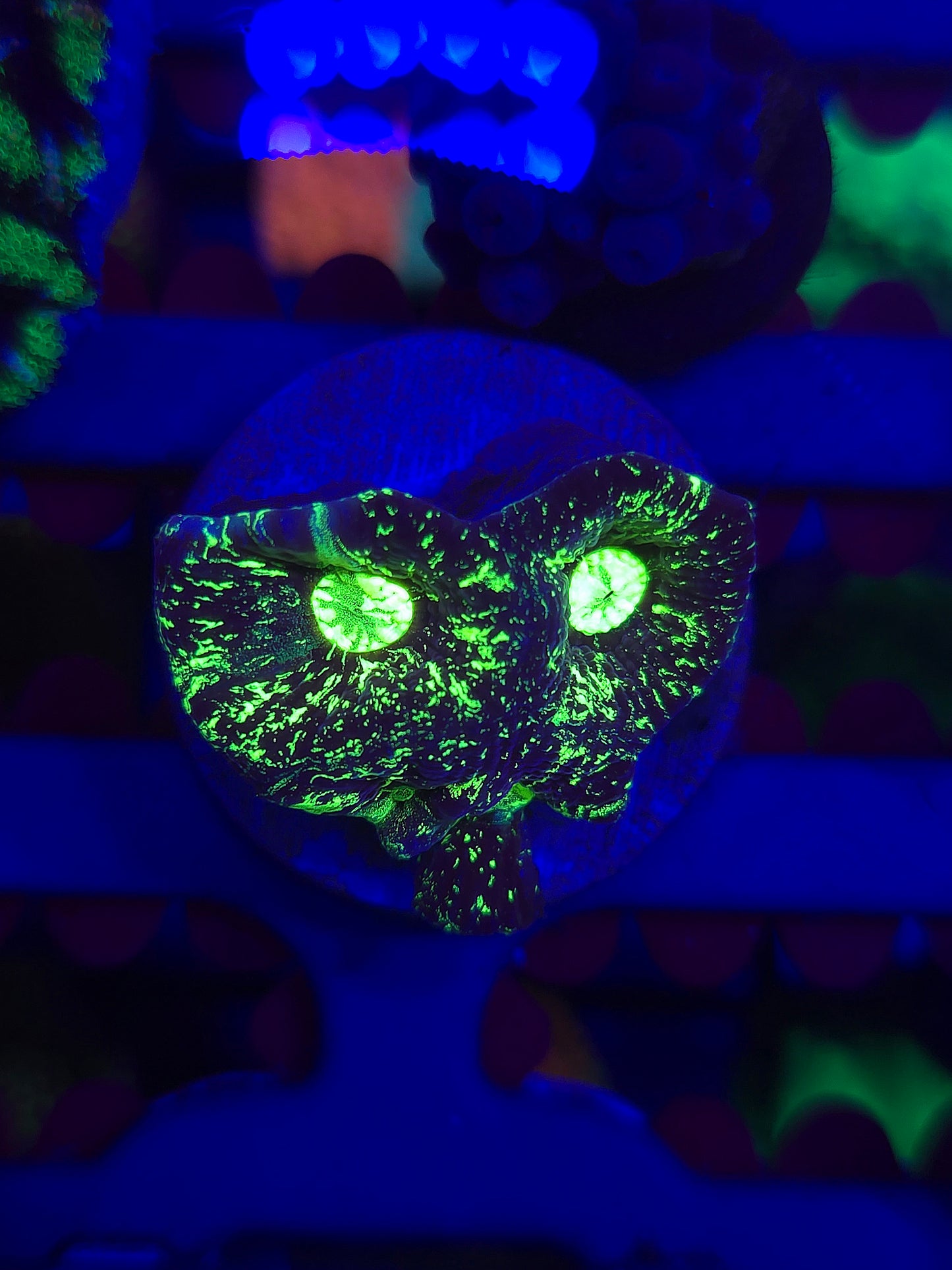Toxic Splatter Goniastrea