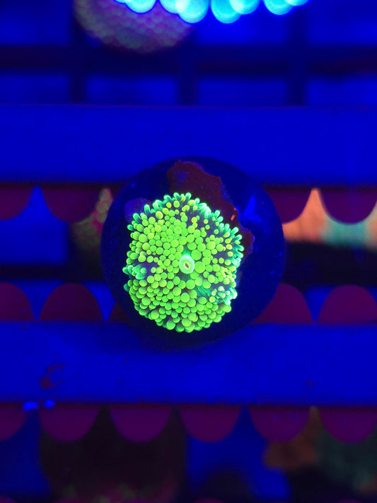 Neon Ricordia Florida Mushroom