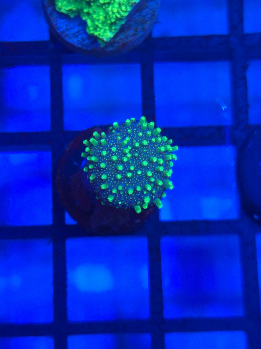 Neon Green Leather Toadstool