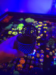 Mushroom Cage