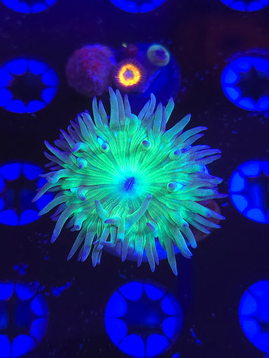 Duncan Coral