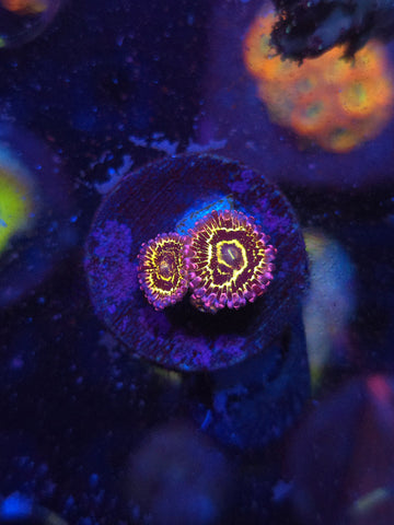 Stratosphere Zoas