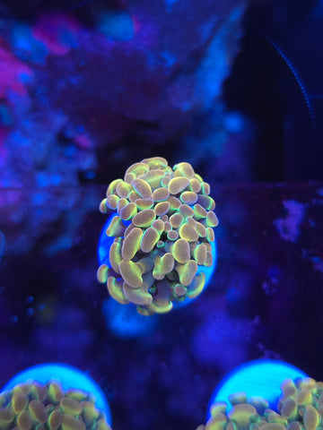 Rainbow Hologram Hammer