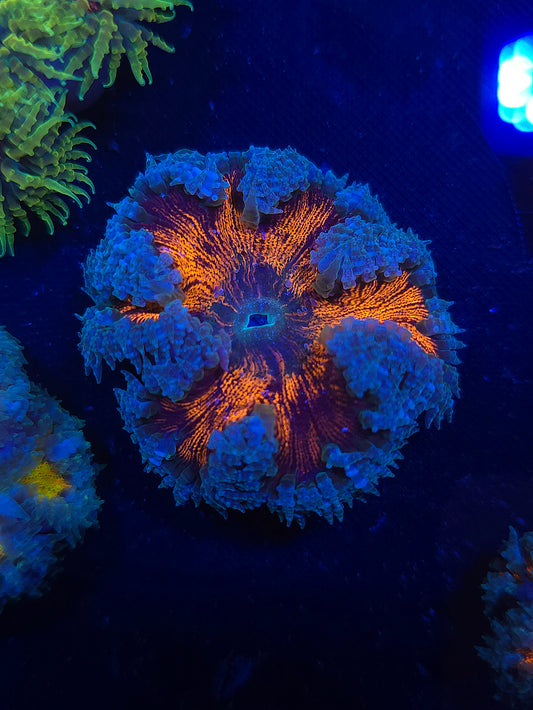 Ultra Rock Flower Anemone RFA