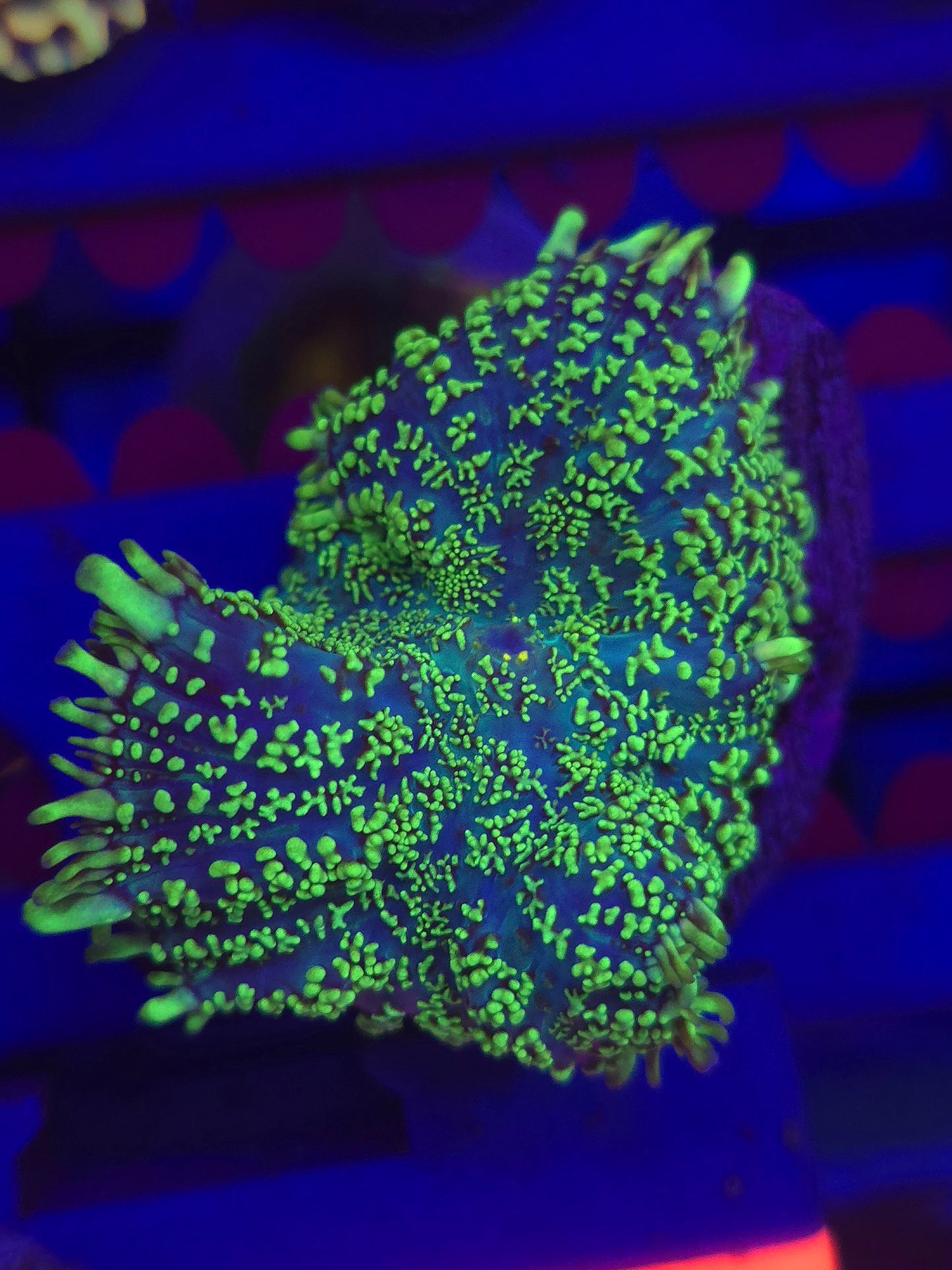 Toxic Green Rhodactus