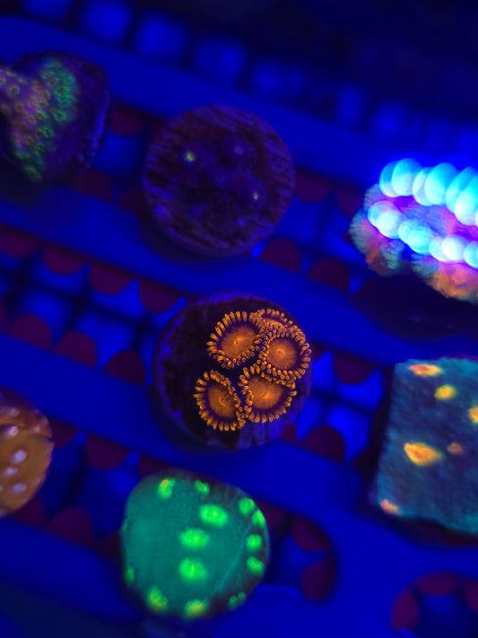Bam Bam Zoas