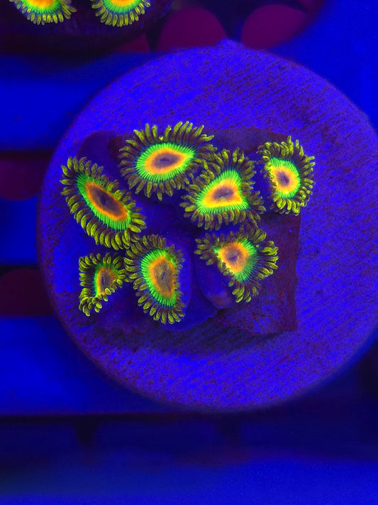 Rasta Zoas