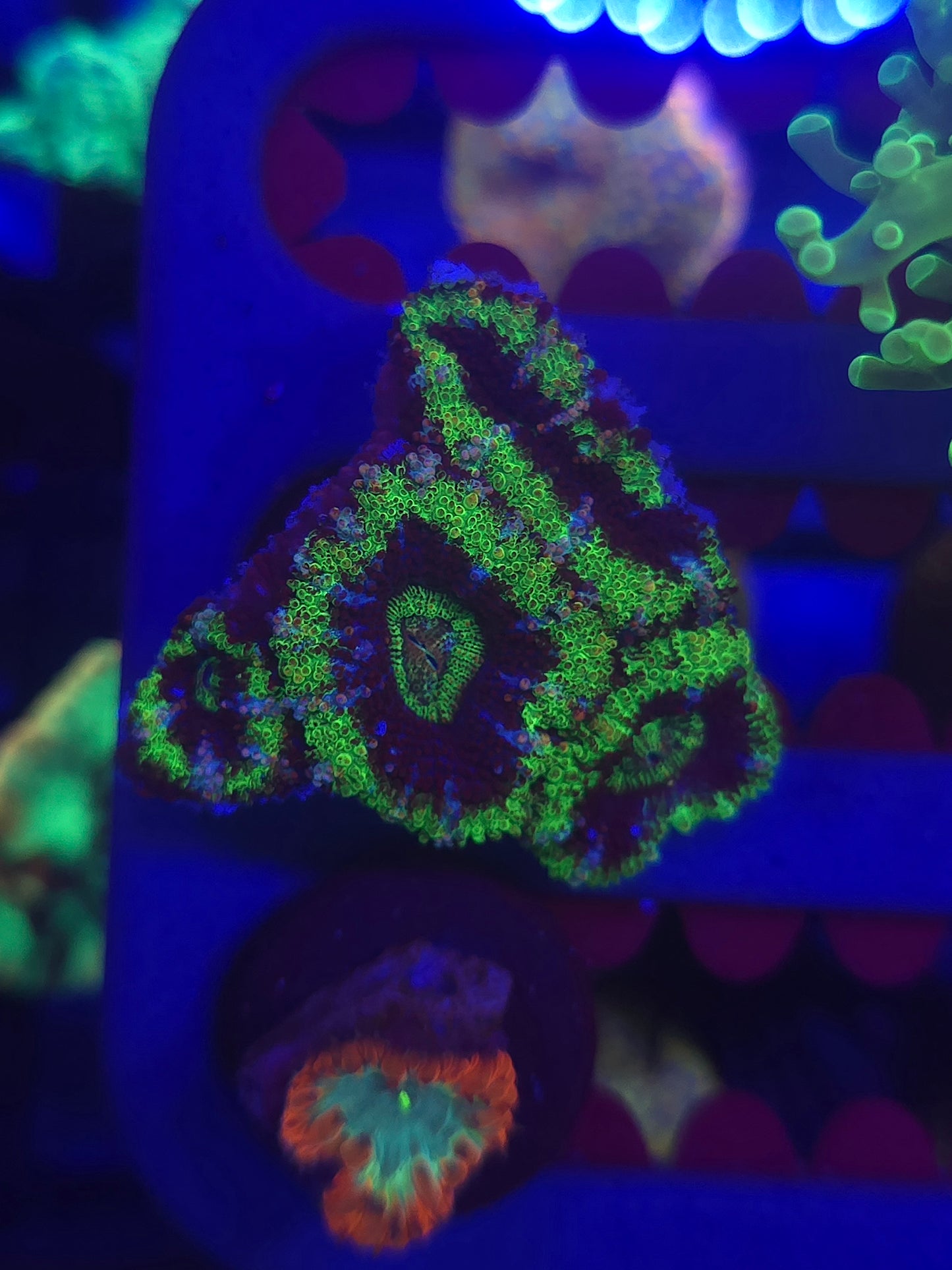 Green Acans