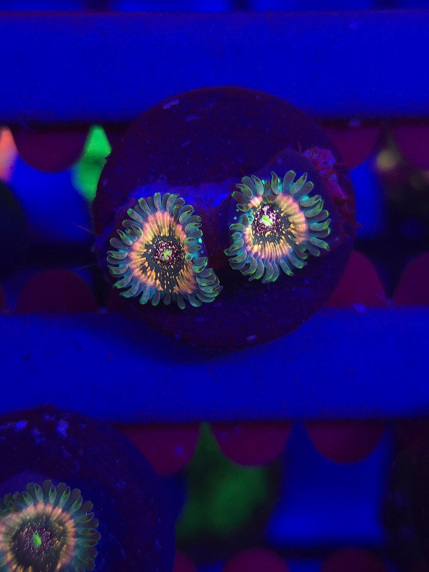Pink Hawaiian Ding Dang Zoas
