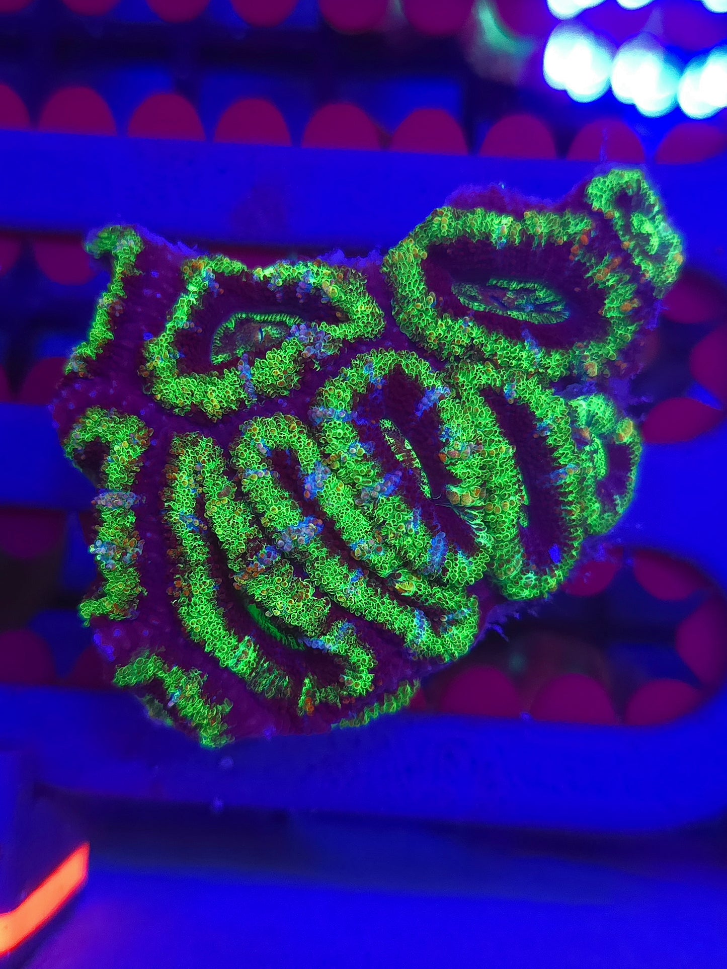 Green Acan Chunk