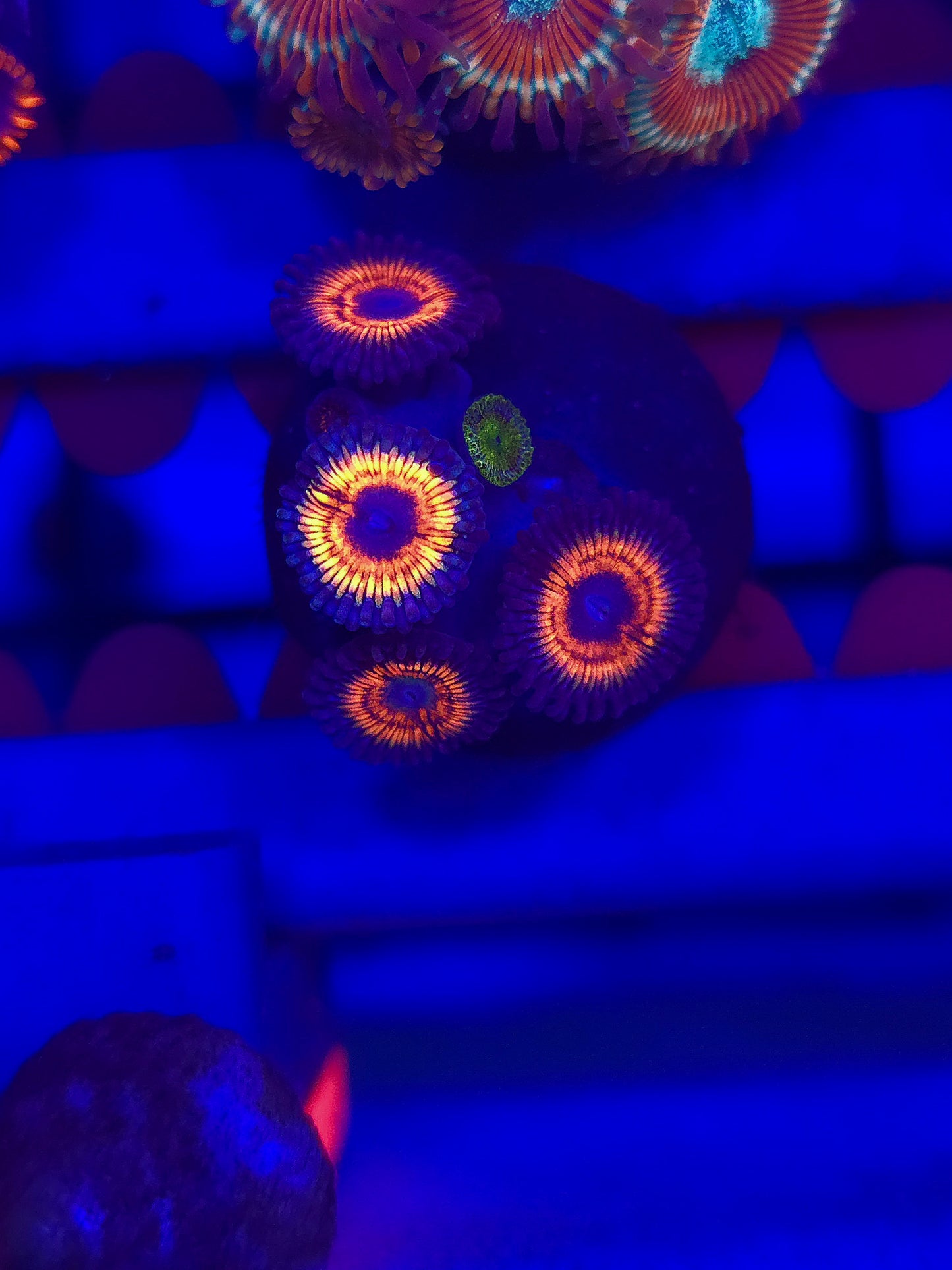 Gobstopper Zoas