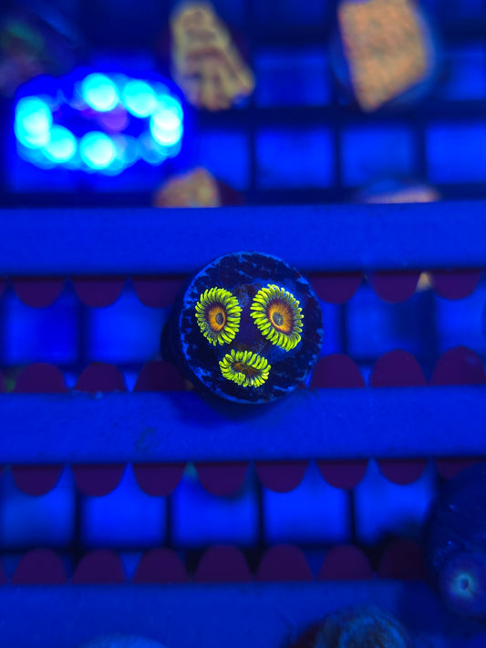 Lazy Lashes Zoas