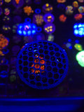 Mushroom Cage