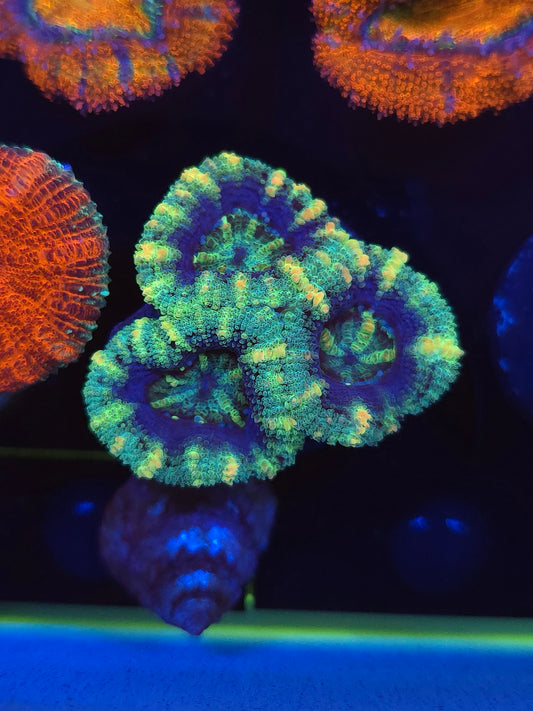 Buzz Lightyear Acans