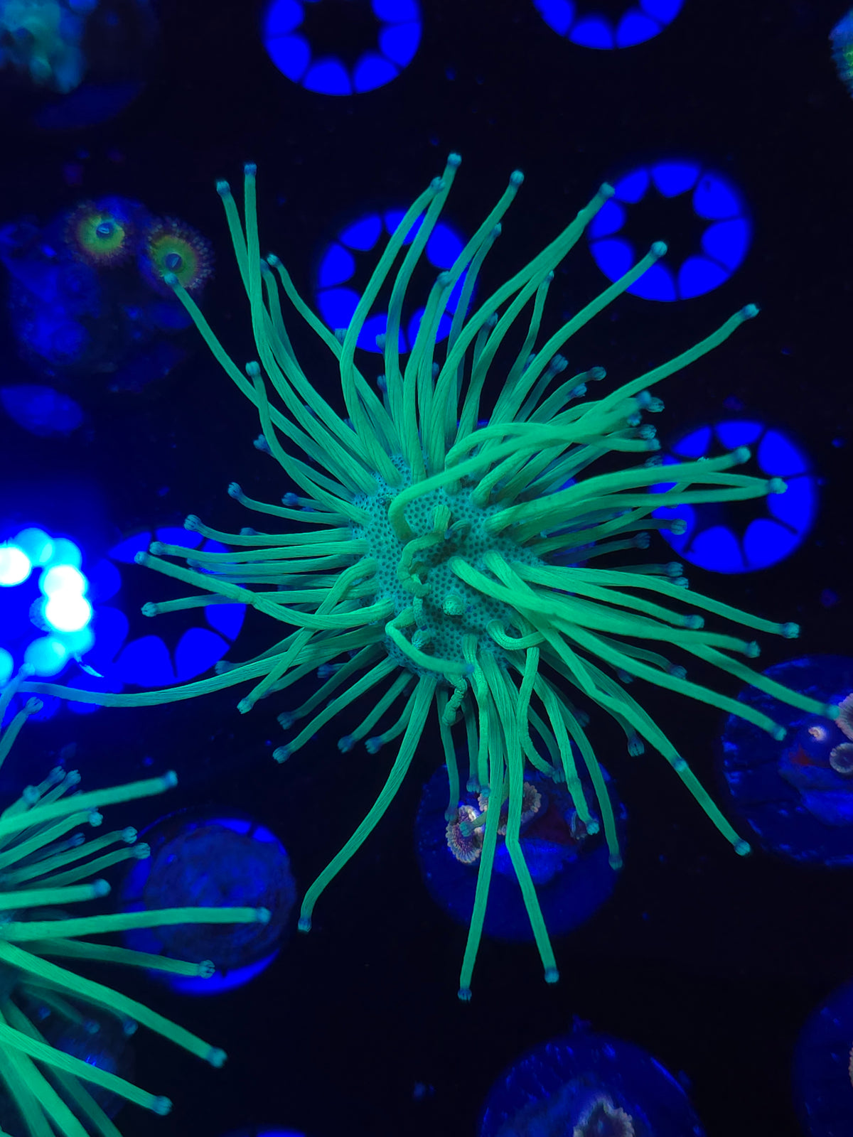 Malaysian Neon Weeping Willow Leather Coral