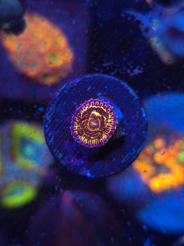 Stratosphere Zoa