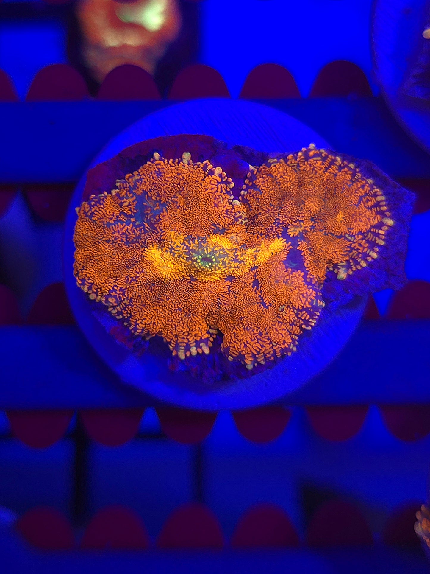 DDA Volcano Rhodactus