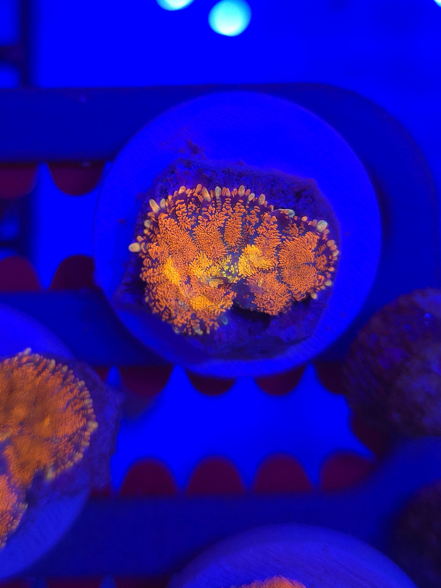 DDA Volcano Rhodactus